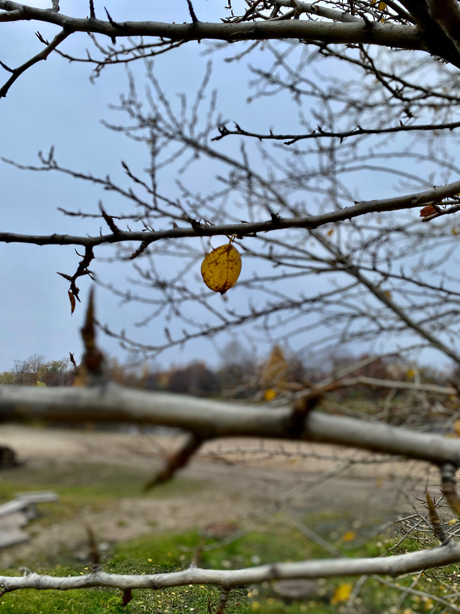 Зарецкий парк. Петрозаводск. Фото автора.