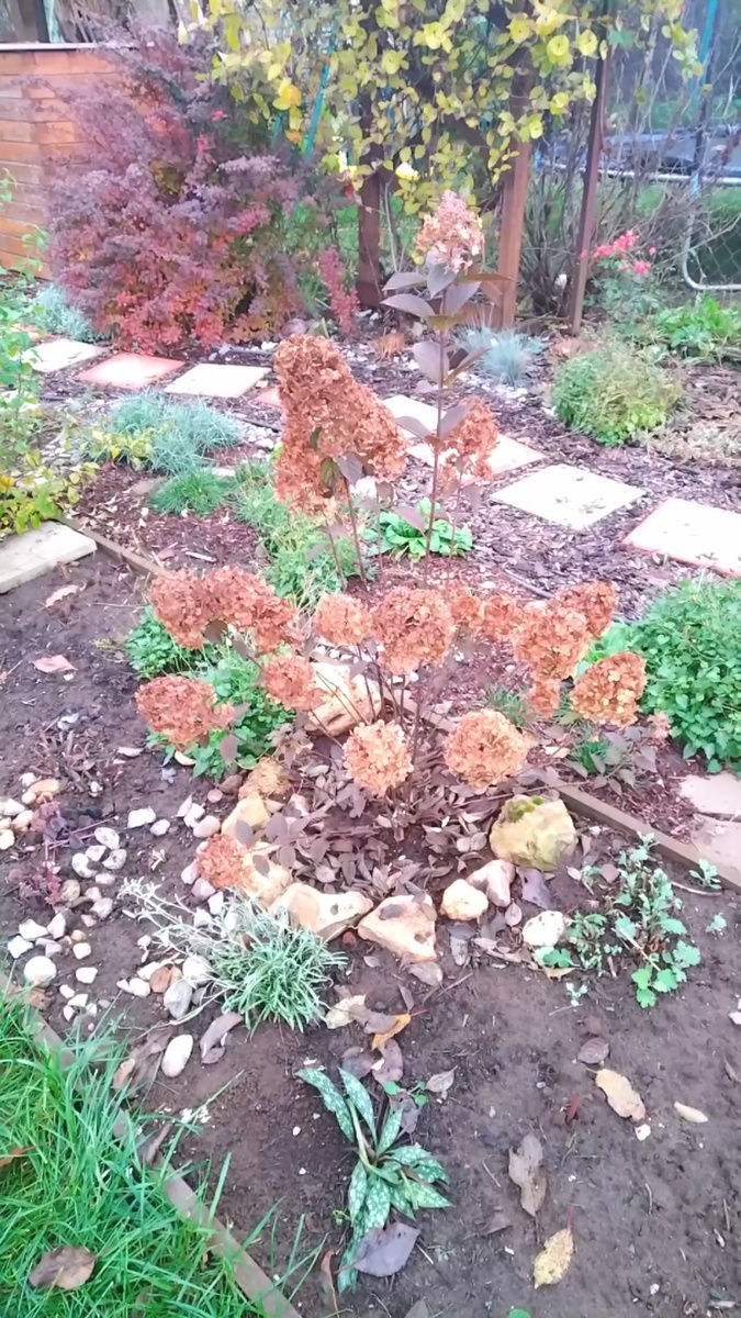 Метельчатая гортензия осенью.