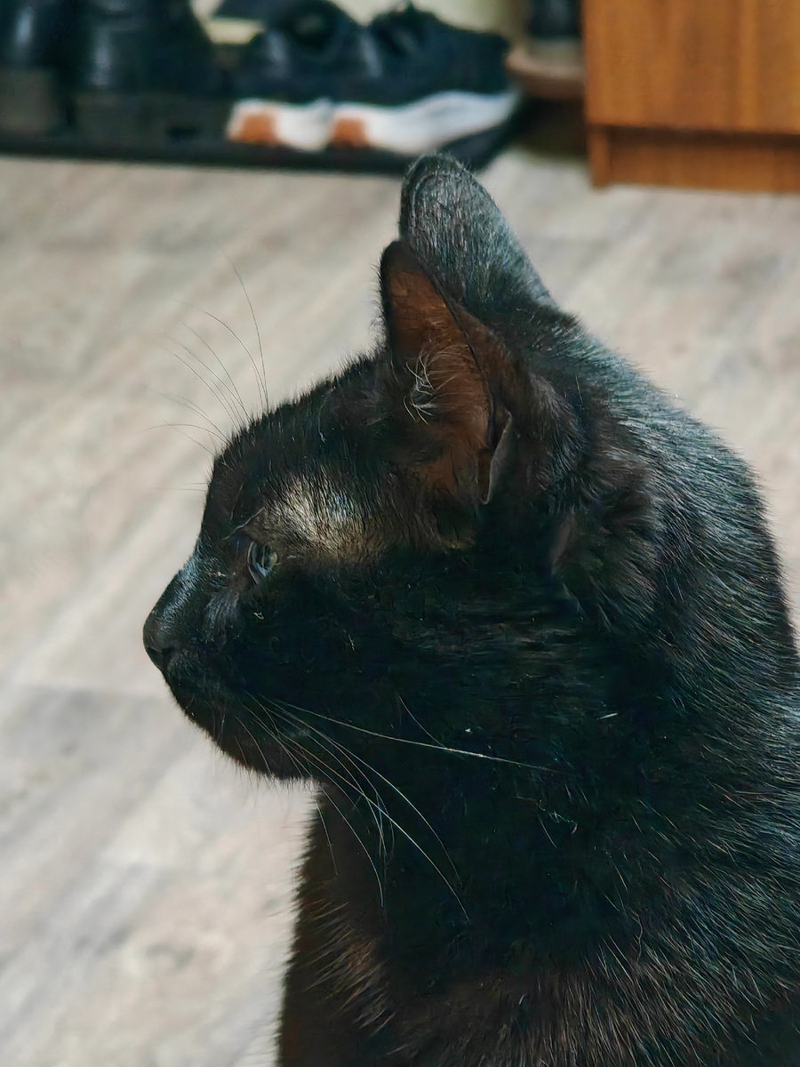 Королева Муська. Во время приёма пищи всегда сидит рядом со столом на табуретке, ждёт, что ей чего-нибудь вкусненького дадут. 