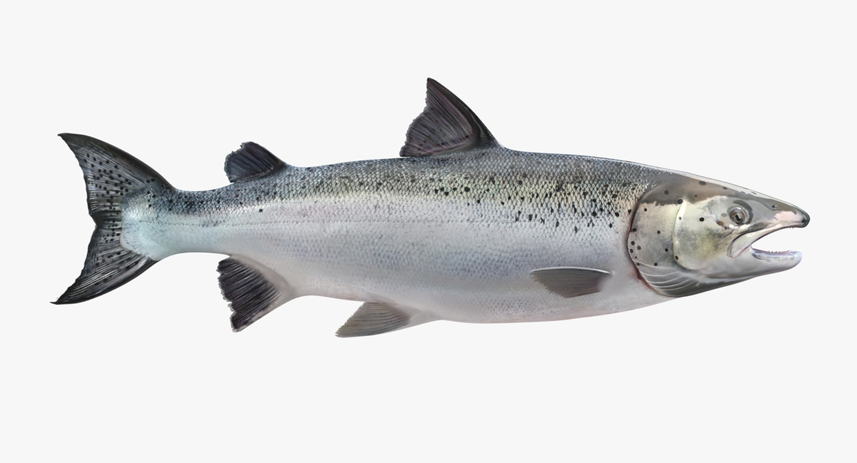 Взрослая Сёмга