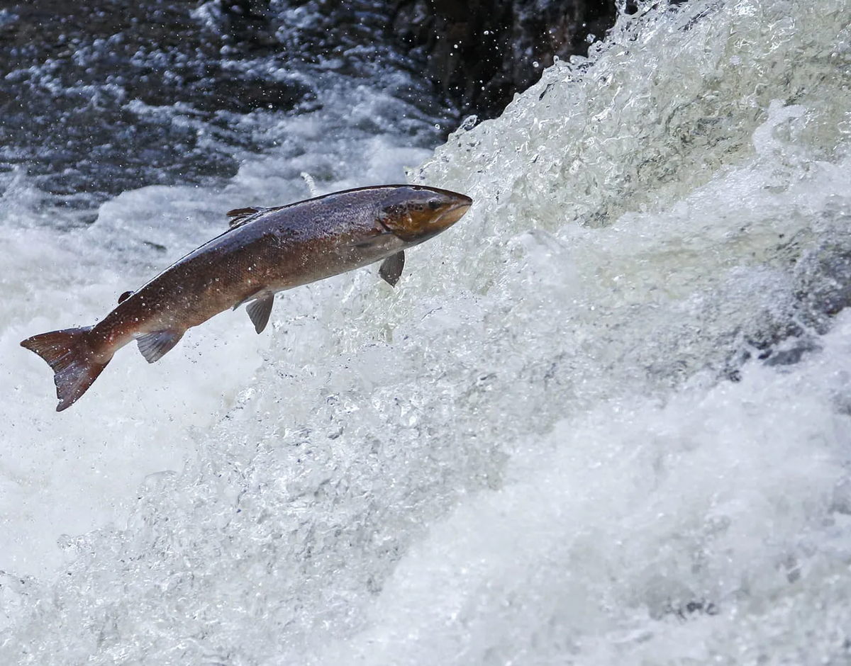 Самка Антлантического лосося отправляется на нерест
