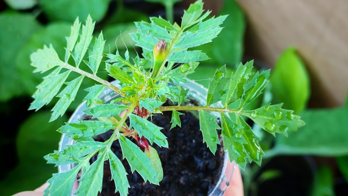 Результат правильной подготовки семян - всхожесть 80% вместо обычных 40%