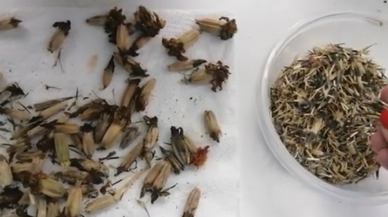 Обычное замачивание семян крупноцветковых бархатцев дает слабый результат.