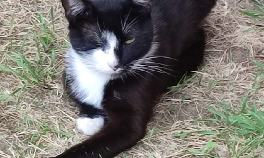 Добрый кот Володька