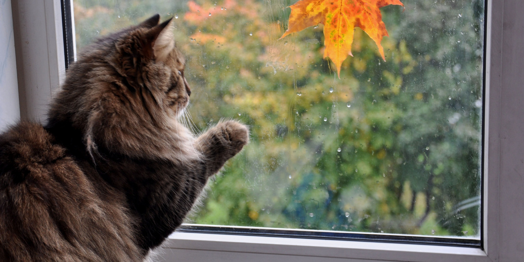 Как подготовить окна к холодам?