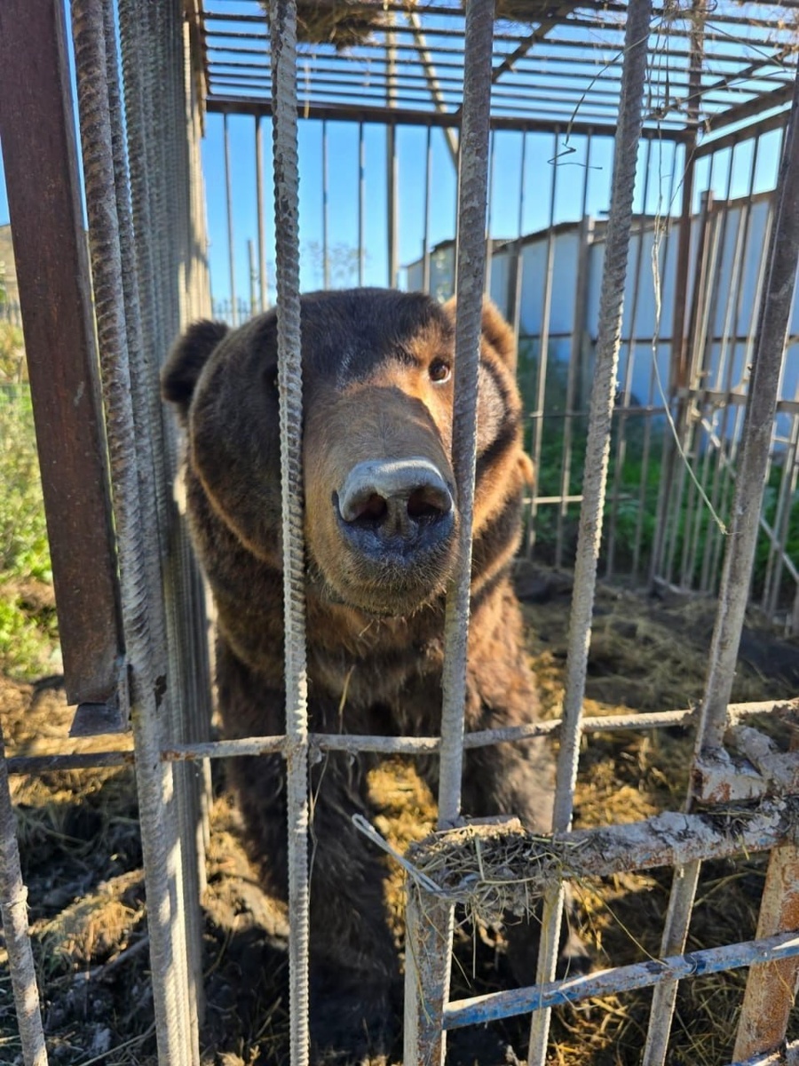    В Ленобласть отправили двух бурых медведей. Фото: t.me/radionovasg