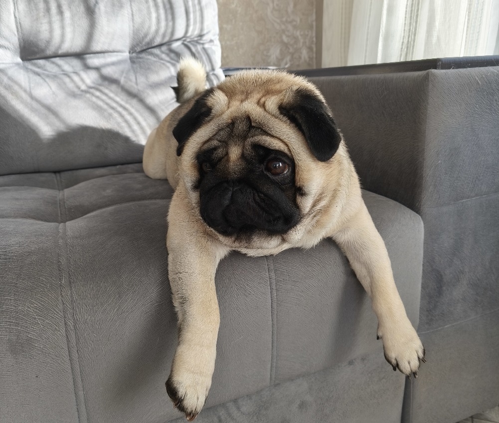 Ефим лежит на диване, свесив лапы