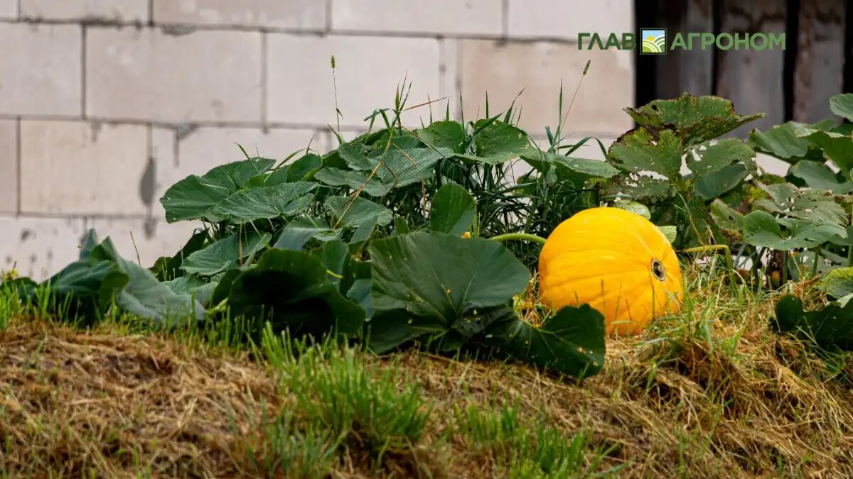 Фото:© Виталий Рыбалко / Glavagronom.ru
Спрос на обычные семена тыквы в Европе остается высоким