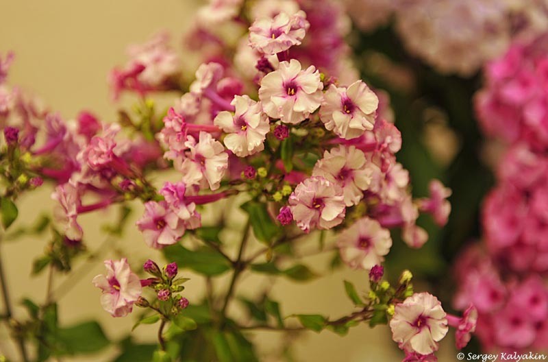 Флокс 'Schneeweißchen und Rosenrot'