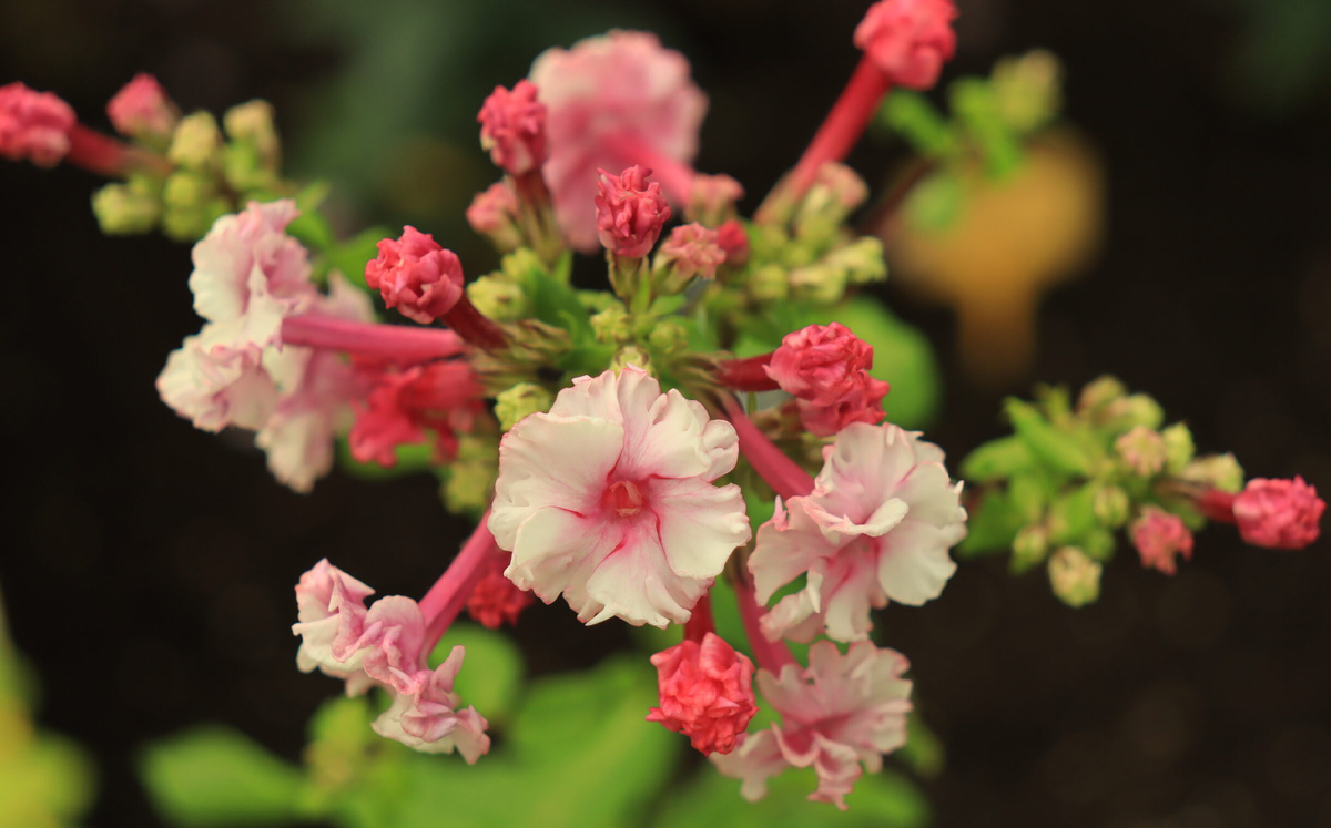 Флокс 'Schneeweißchen und Rosenrot'. Фото предоставлено питомником "Северная Флора"