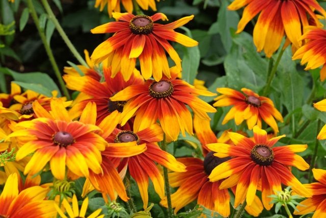 12 цветов, которые я сею только под зиму — секрет моего цветника