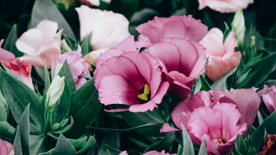 Получаю садовую эустому без потерь за 5 шагов. Проверено 4 года