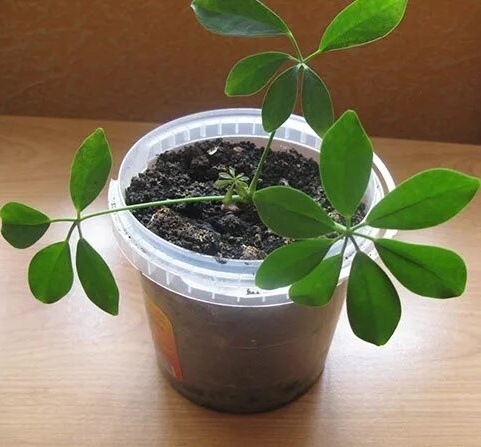 Шефлера год назад