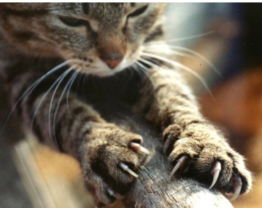 Фото из интернета