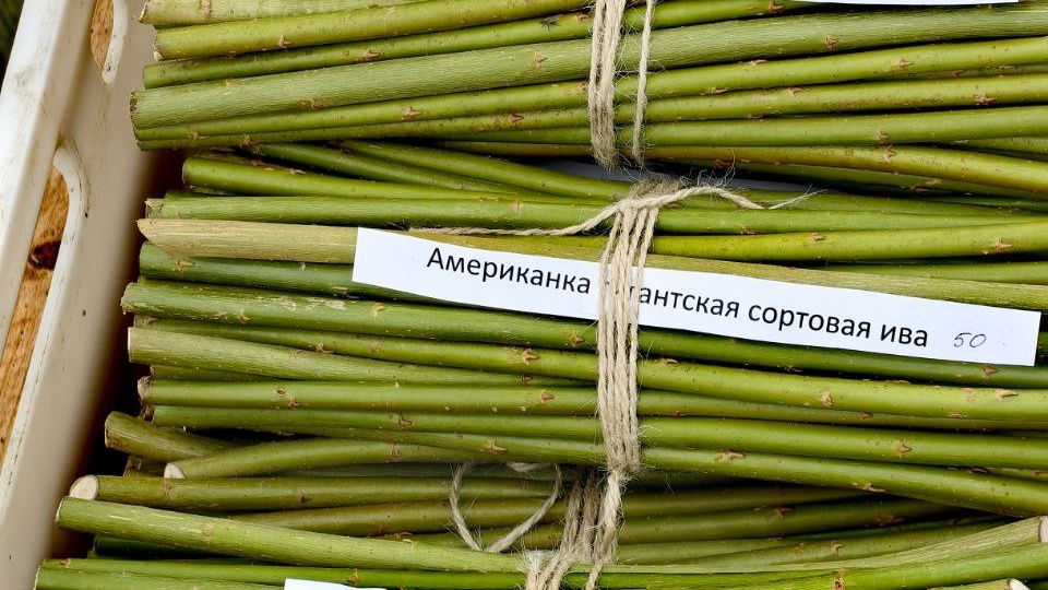КРУТОЙ ВЫБОР!👍 За 15 лет существования нашего семейного питомника "Тверская ива" tveriva.ru мы посадили огромную коллекцию сортов ивы