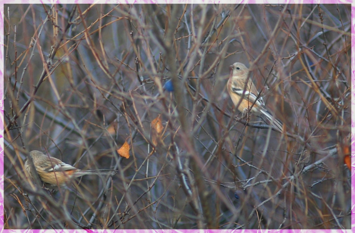 Урагусы-самочки.