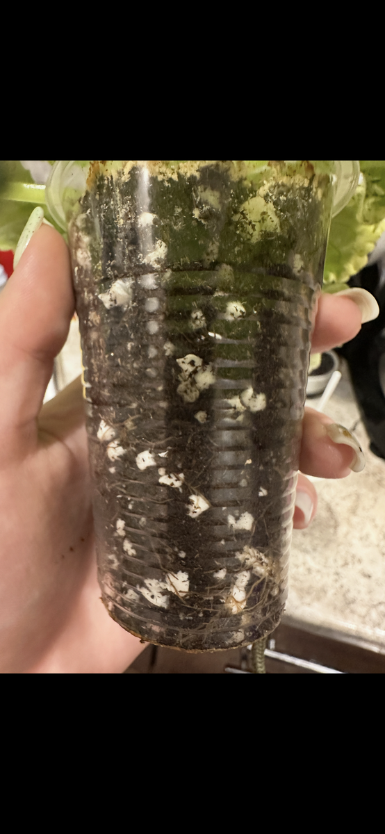 Корни фиалки