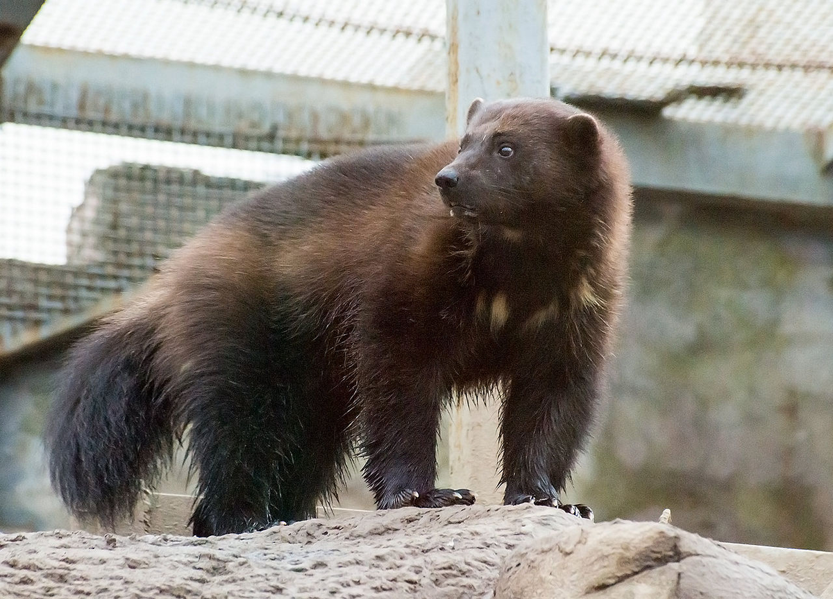 - Какой медведь? Вы чего, ребята?