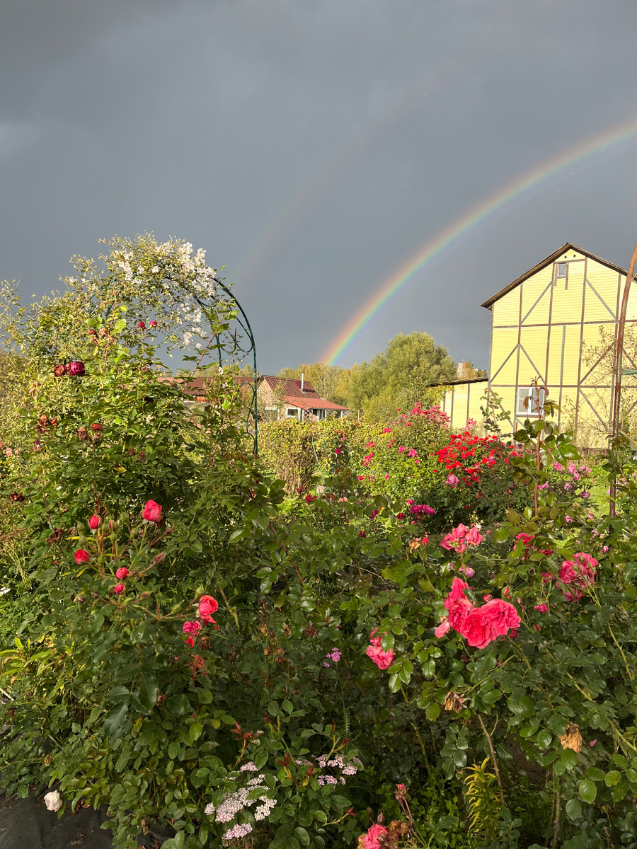 Люблю осенний сад. Спокойный, без перебора красок. Нет такой движухи насекомых. А какой чудесный, хрустальный воздух! Подчеркивает тонкий аромат роз и листвы😌