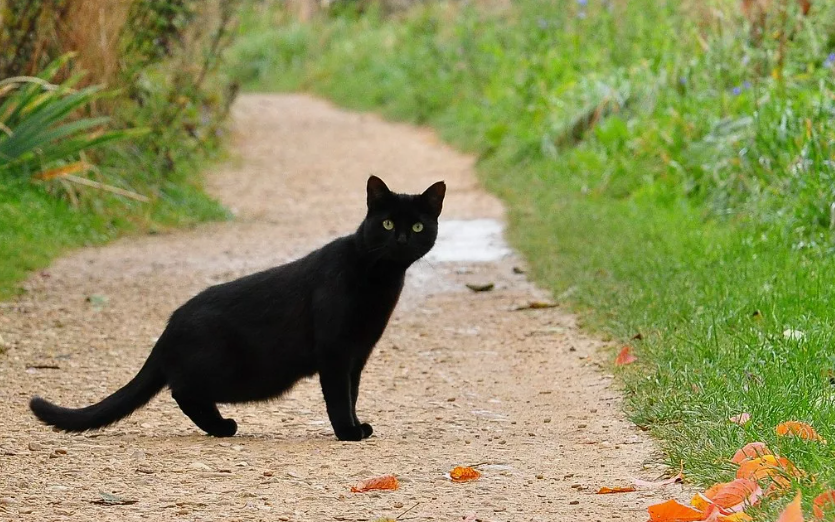 не верю в приметы