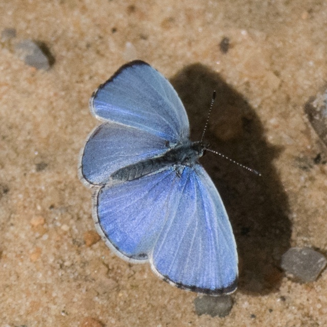 Новая бабочка будет названа в честь Ирины Заруцкой