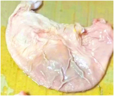 Так не совсем привлекательно выглядит свиной желудок и будующий деликатес