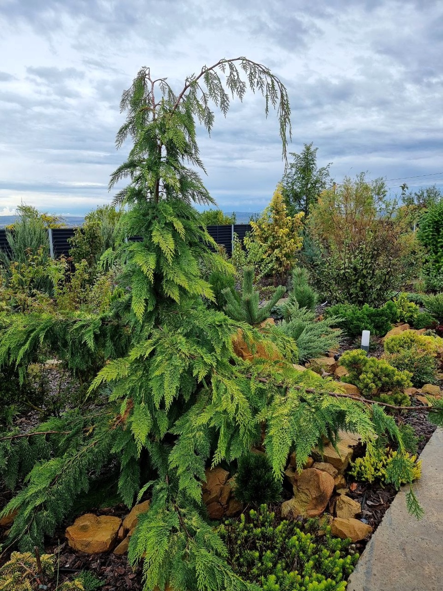Chamaecyparis lawsoniana 'Filip's Golden Tears' размахивает своими лапами.
