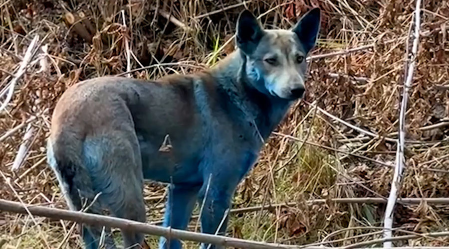    © АО "ТВ Центр"