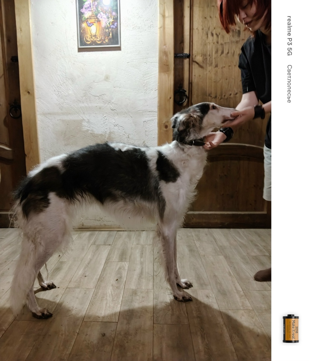 Хорошо одетую собаку можно оценить только наощупь