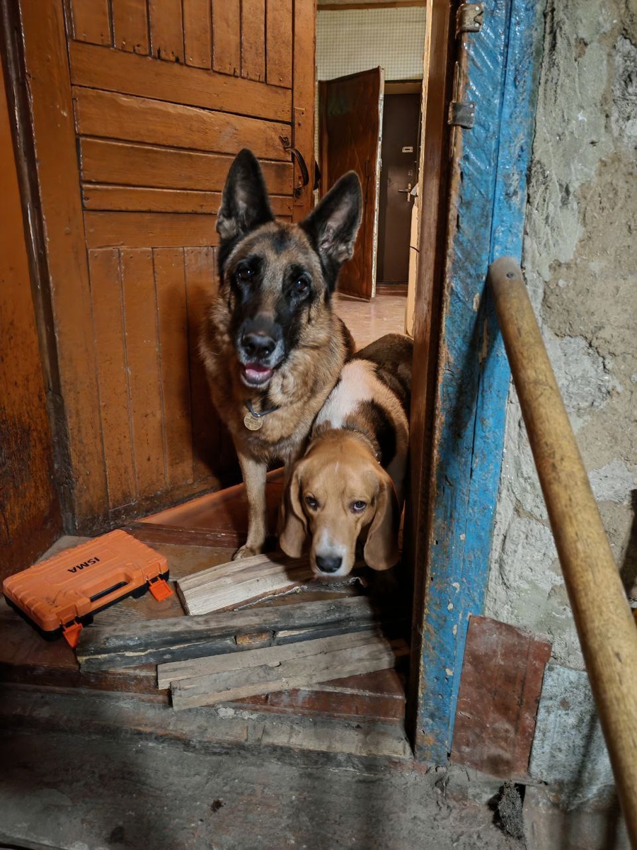Знакомьтесь, мои прямые начальники. Кажется, они уверены, что я здесь стажёр