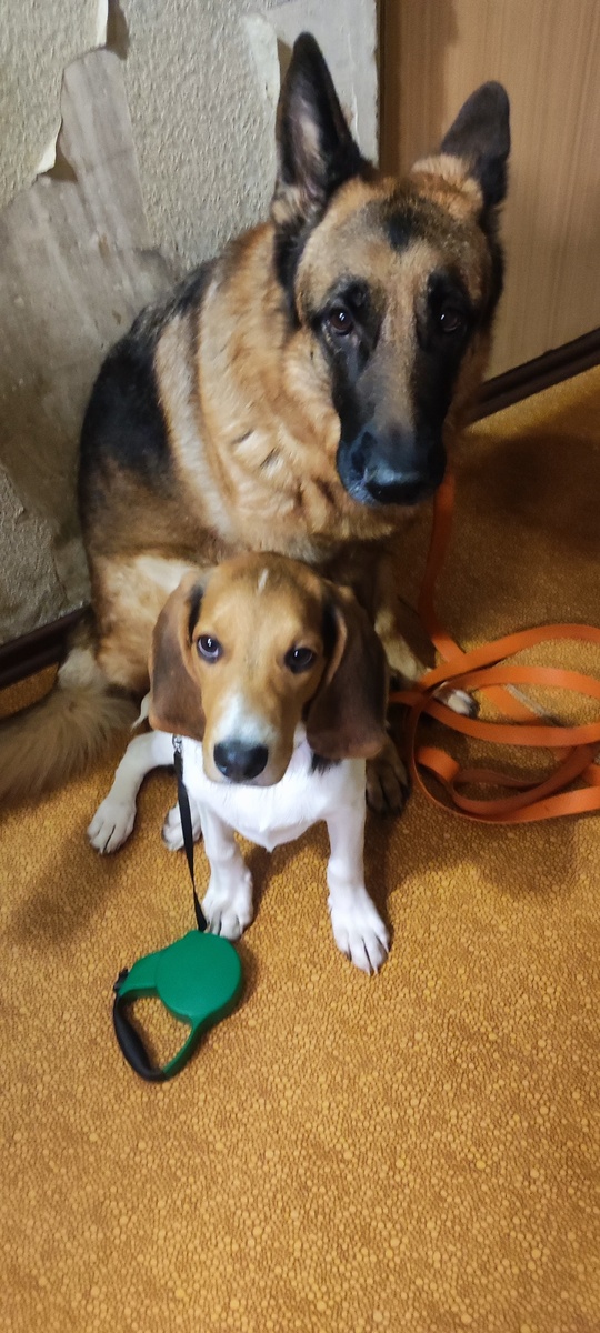 Утренний оперативный выезд. Маршрут утверждён, цели определены: обнюхать всё, что плохо лежит