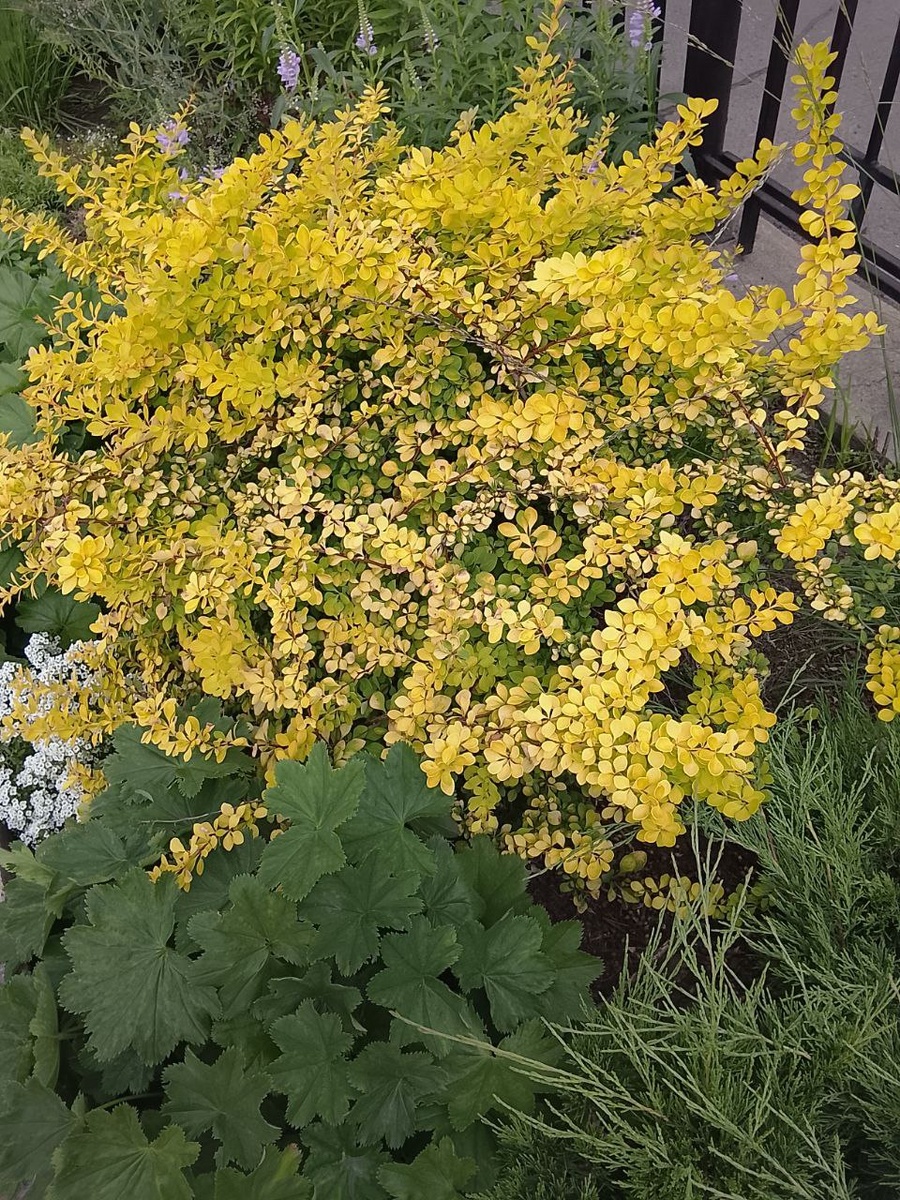 Гейхера и барбарис тунберга. Фото автора