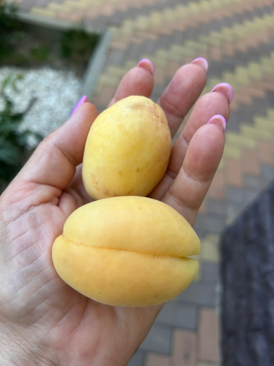 Вот такие абрикосы выросли