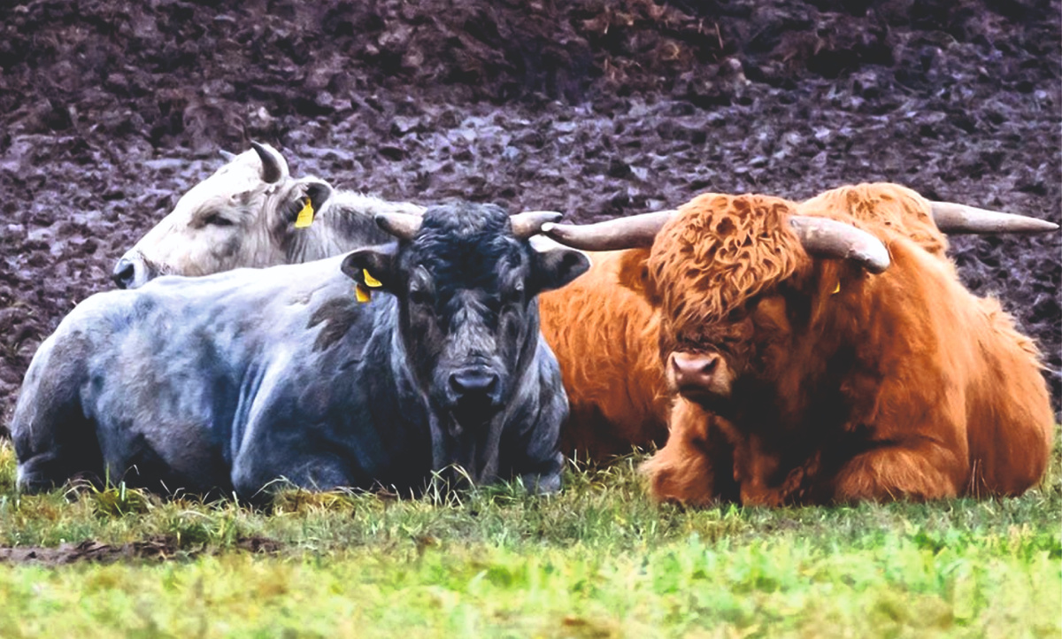 Фото из интернета.