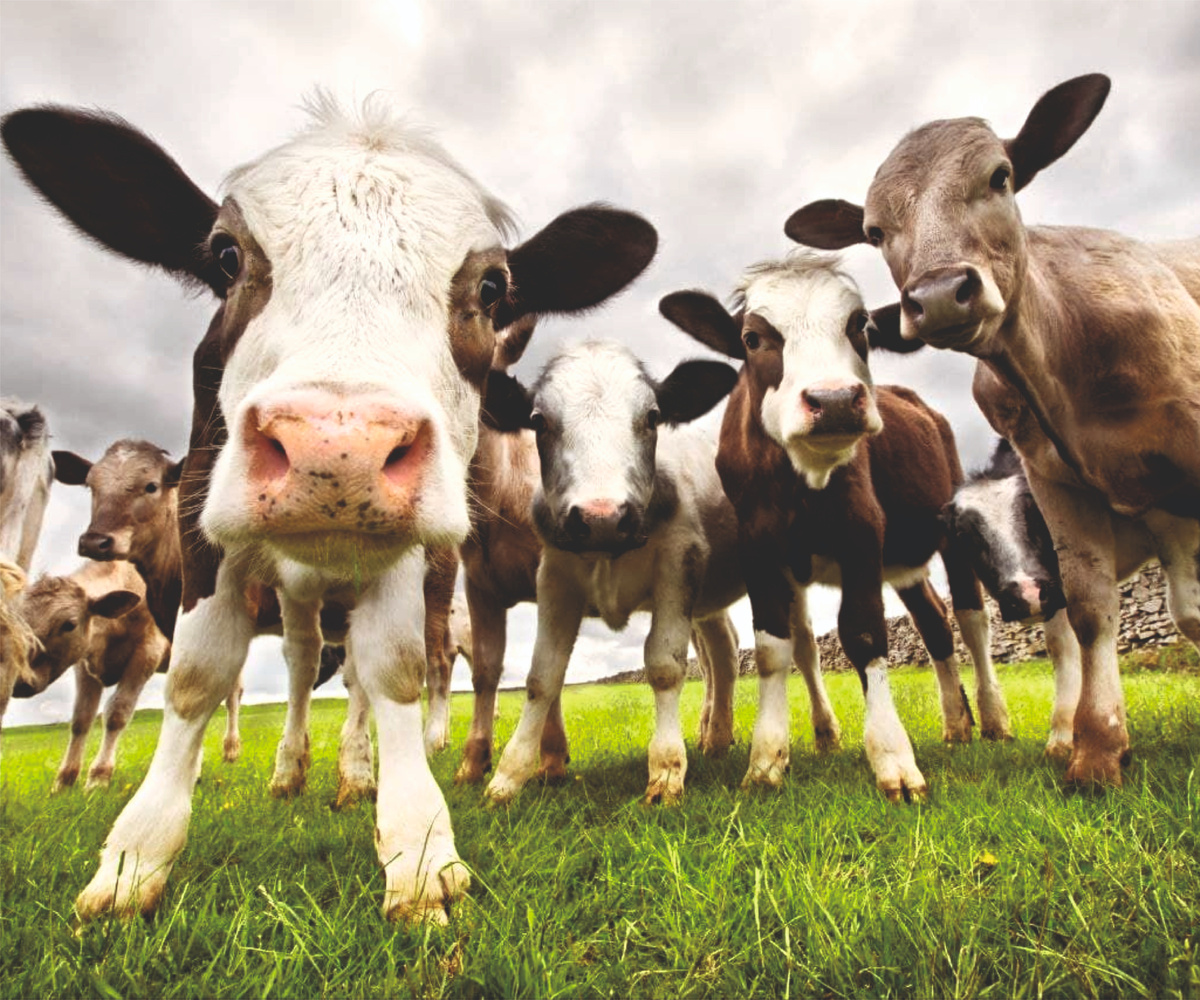 Фото из интернета.