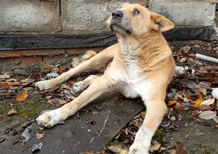 Тревожный звонок: на дороге лежит возрастной пёс и громко плачет. Платон