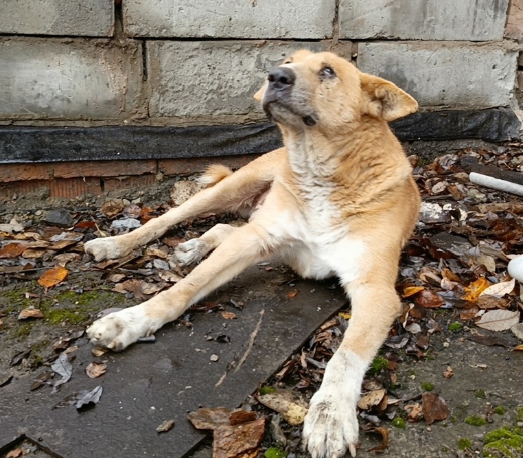 Очень возрастной пёс 