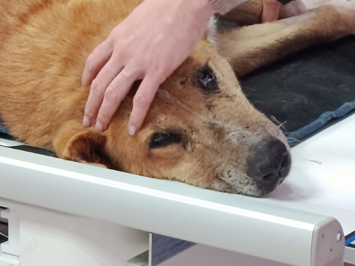 Отвезли на рентген .