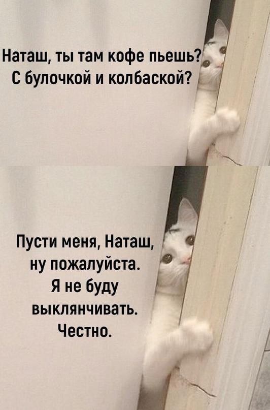 Небольшая тематическая подборка: котики, еда и ЗОЖ -35