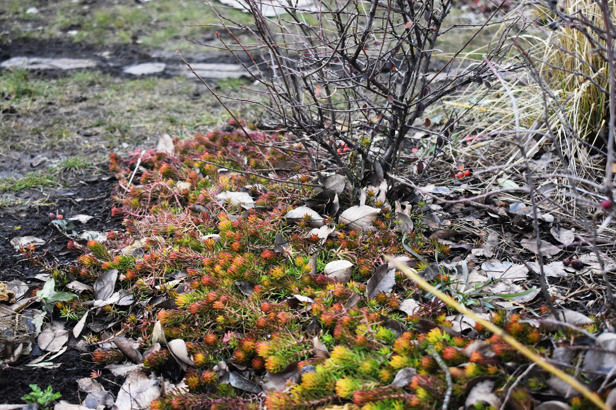 Февраль, пока не выпал снег
