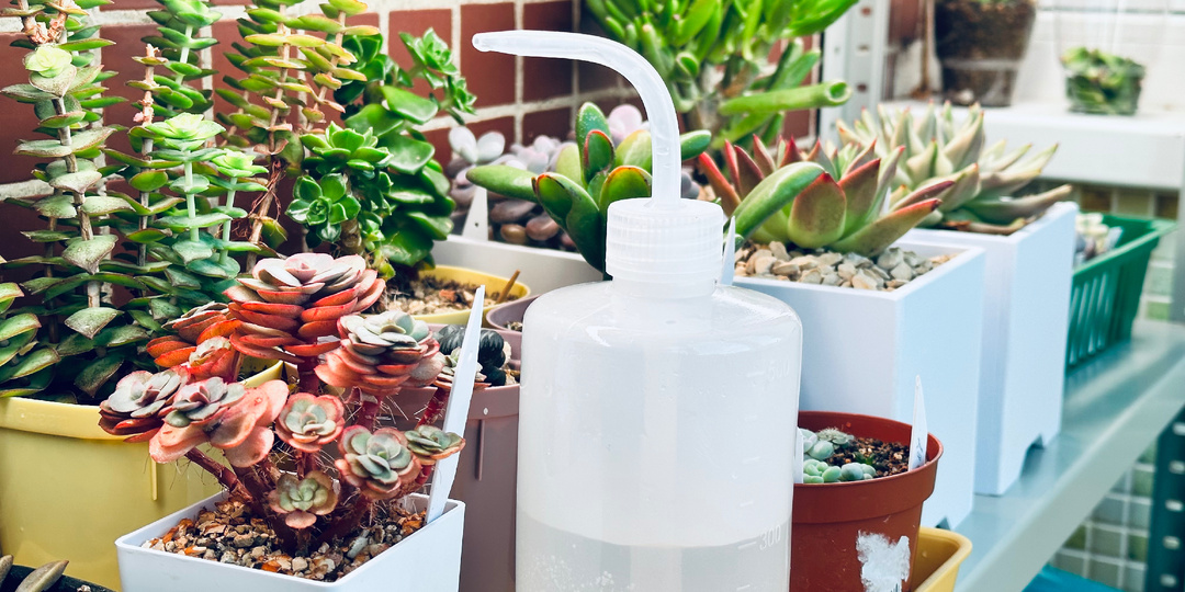 Как поливать суккуленты: Находим идеальный график вместе!