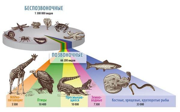 Картинка с сайта: mariamontessori.ru/zoologiya-u-nekotoryh-zhivotnyh-est-pozvonochnik-a-u-drugih-net.html