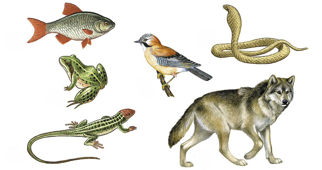 Картинка с сайта: mariamontessori.ru/zoologiya-u-nekotoryh-zhivotnyh-est-pozvonochnik-a-u-drugih-net.html