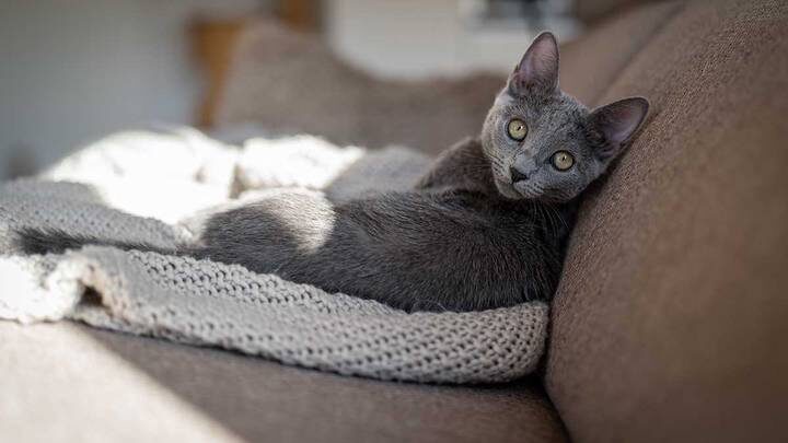 День говоруна и День кошек: какие праздники отмечают в России и в мире 29 октября