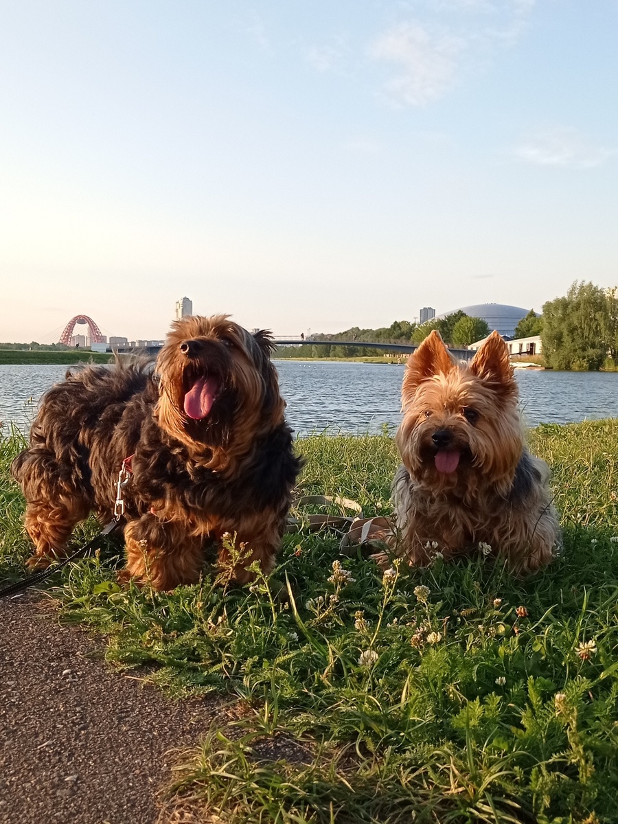Йоркширские терьеры - с любовью на одной волне. 