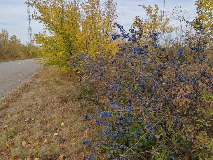    природа Редакция Газеты