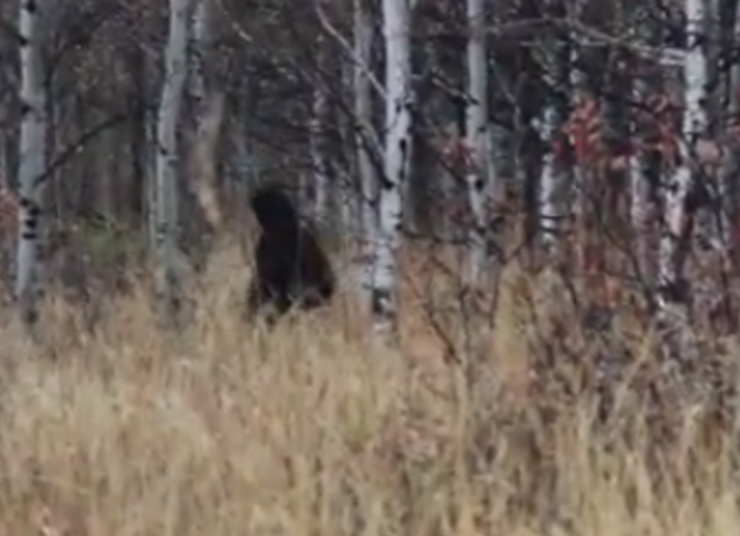 Одна из удачных фотографий. (Фото: cdn.nexusnewsfeed.com).