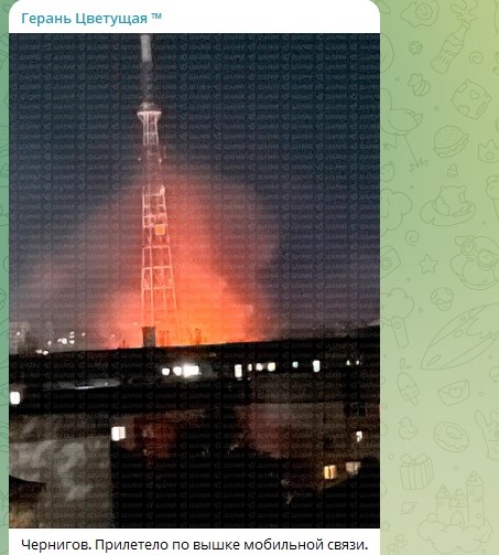    Фото: Скриншот Telegram/Герань Цветущая