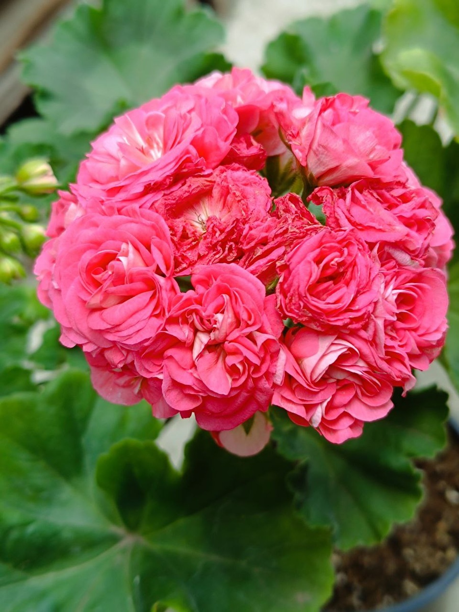 СиМ Сеньорита. Куст цвёл у меня в сильную  жару. Из-за жары, самые первые цветочки, быстро подсохли. В серединке.  В прохладе должен долго цвести. 