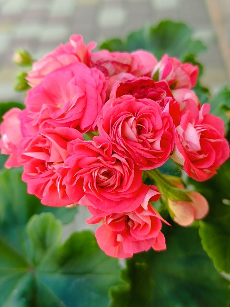 СиМ Сеньорита